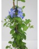Plumbago auriculata 11x11 70cm                    