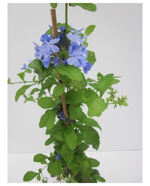 Plumbago auriculata 11x11 70cm                    