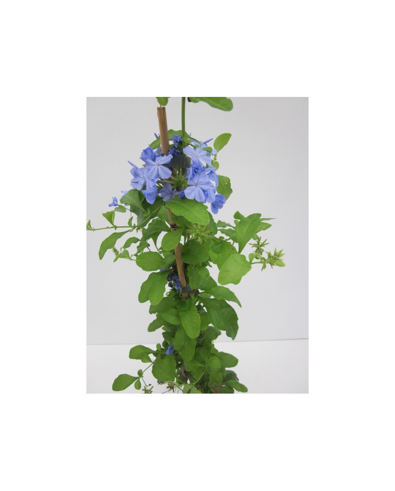 Plumbago auriculata 11x11 70cm                    