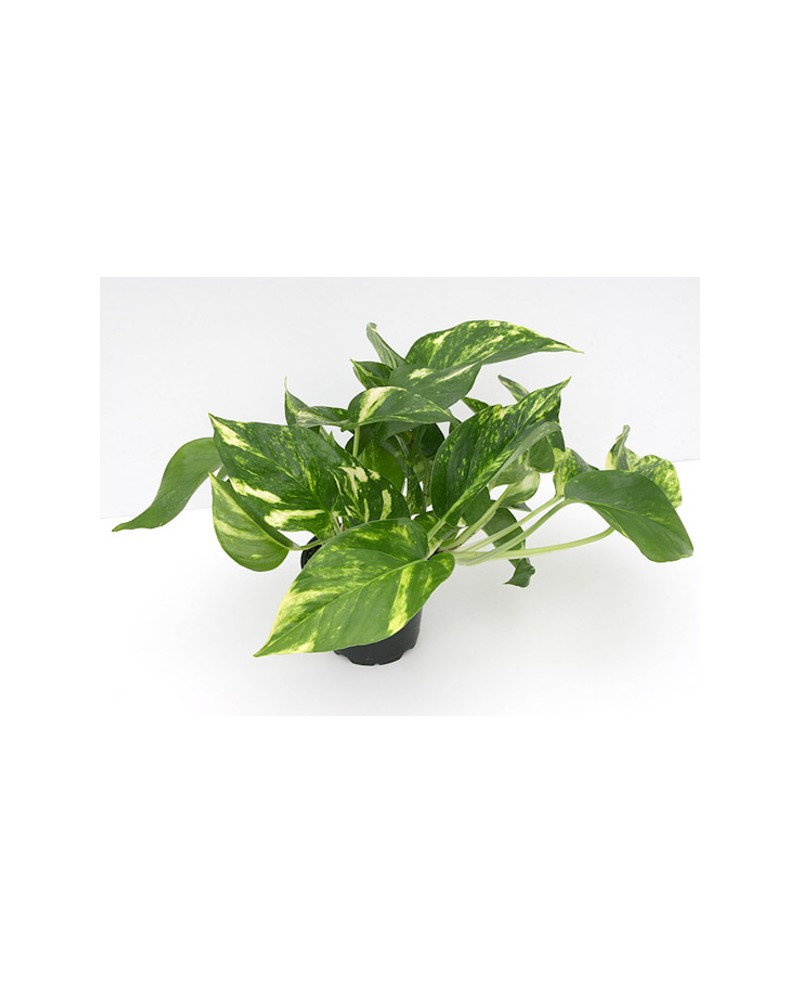 Potho tutor m22 100cm                             