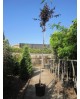 Prunus pisardi 80/100 7lt ES/09/250008            
