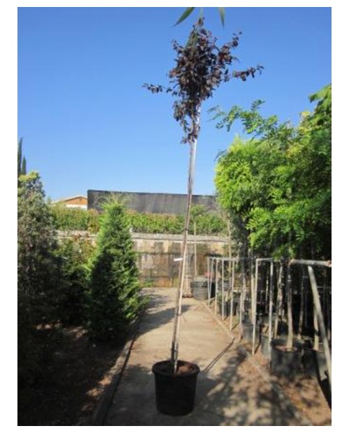 Prunus pisardi 80/100 7lt ES/09/250008            