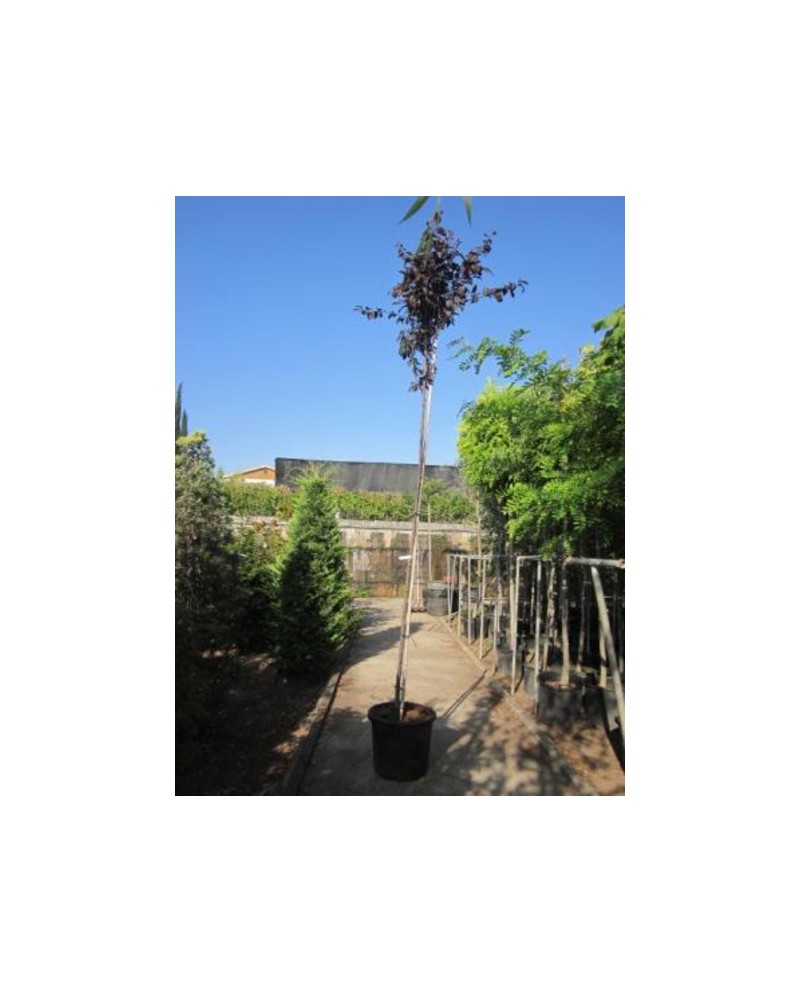 Prunus pisardi 80/100 7lt ES/09/250008            