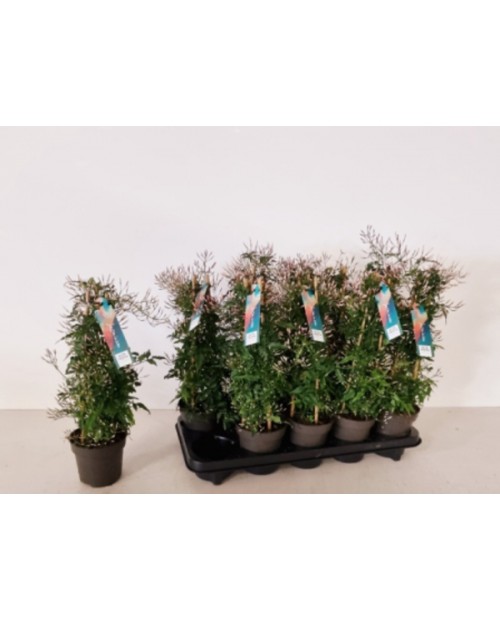 Prunus spinosa 3lt (endrino)                      