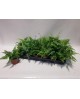Pteris mix 8                                      