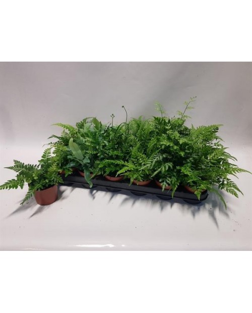 Pteris evergemiensis 8                            