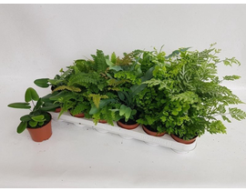 Pteris mix 8                                      