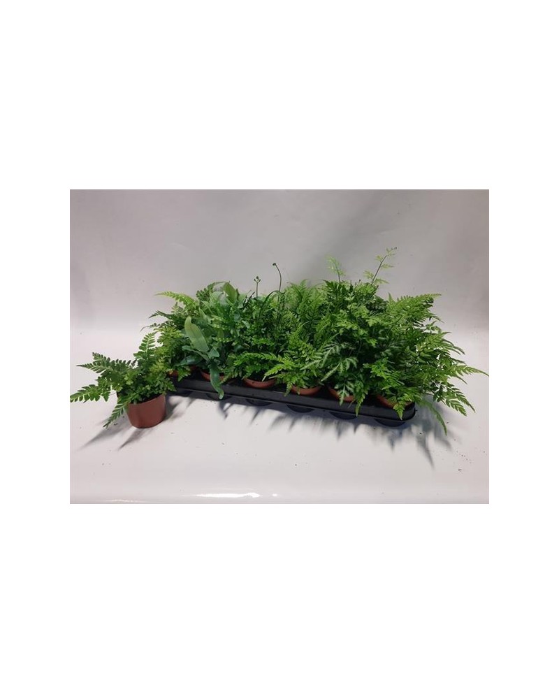 Pteris evergemiensis 8                            