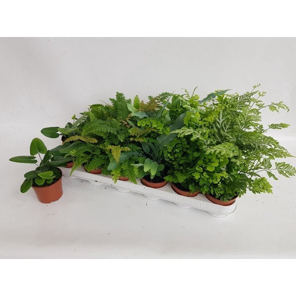 Pteris mix 8                                      