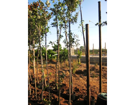 Quercus ilex 15lt 125/150                         