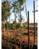 Quercus ilex 15lt 125/150                         