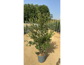 Quercus ilex 15lt 125/150                         