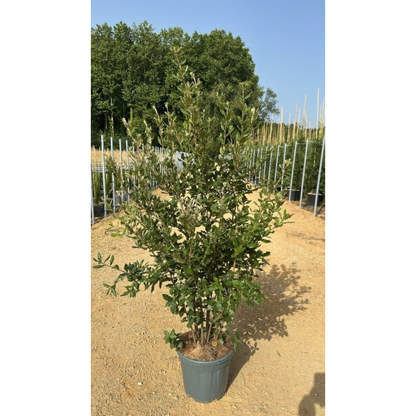 Quercus ilex 15lt 125/150                         
