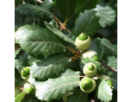 Quercus faginea 4/6 150/175                       