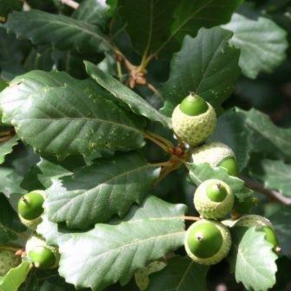 Quercus faginea 4/6 150/175                       