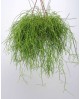 Rhipsalis cassutha colgar 15                      