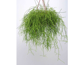 Rhipsalis cassutha colgar 15                      