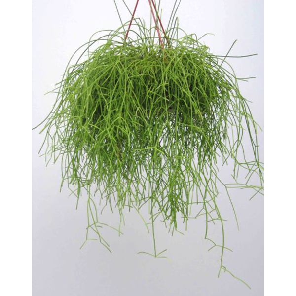 Rhipsalis cassutha colgar 15                      