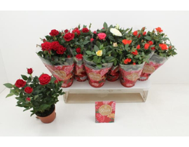 Rosal mini 11 holan                               