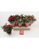 Rosal mini 11 holan                               