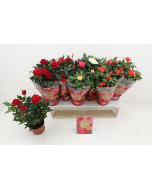 Rosal mini 11 holan                               
