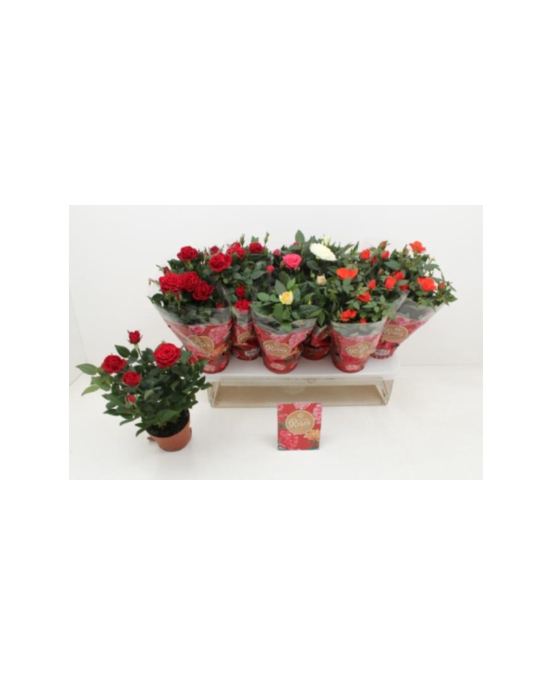 Rosal mini 11 holan                               