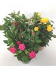 Rosal mini m12                                    