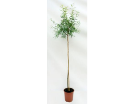 Salix babylonica m25 175/200                      