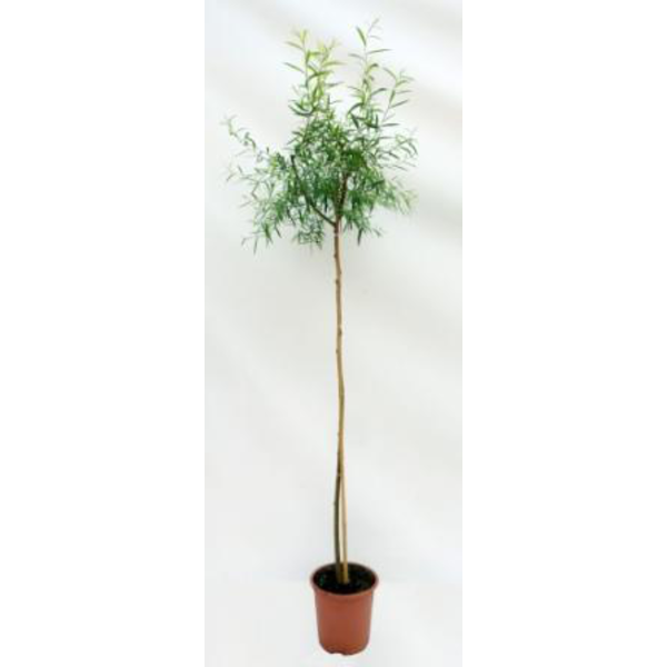 Salix babylonica m25 175/200                      