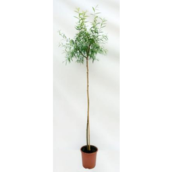 Salix babylonica m25 175/200                      
