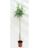 Salix babylonica m25 175/200                      
