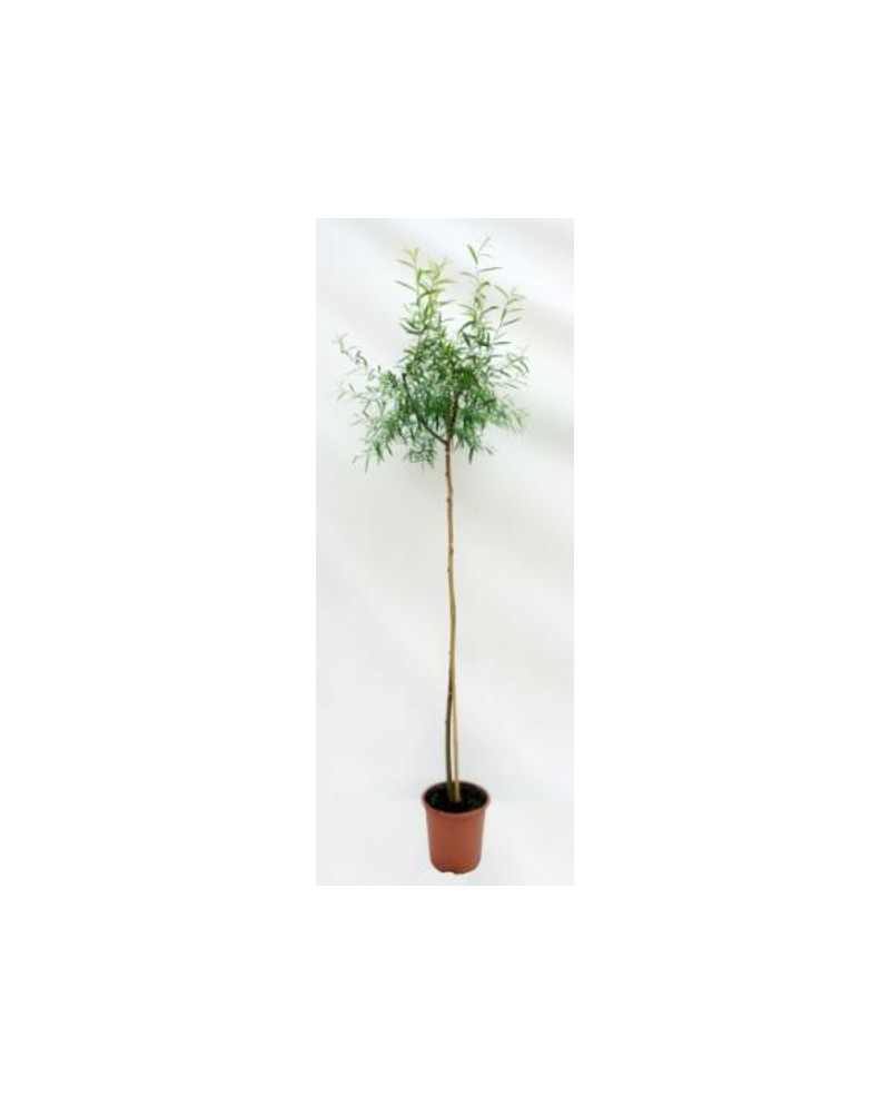 Salix babylonica m25 175/200                      