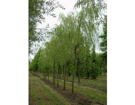 Salix babylonica 12/14 maceta                     