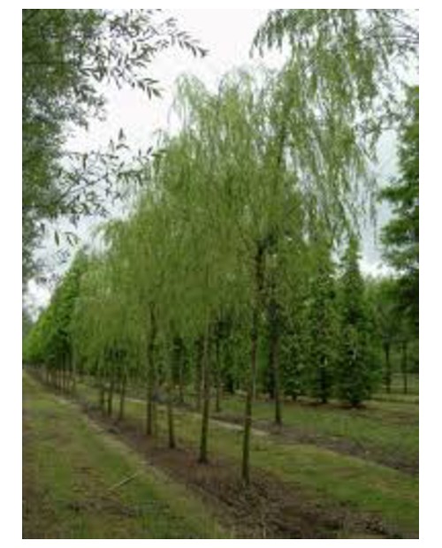 Salix babylonica 12/14 maceta                     