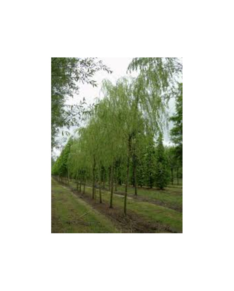Salix babylonica 12/14 maceta                     