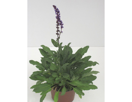 Salvia oficinalis 11                              