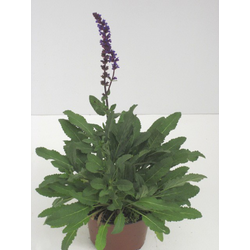 Salvia oficinalis 11                              