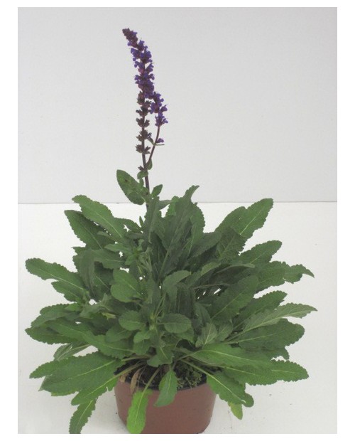 Salvia oficinalis 11                              