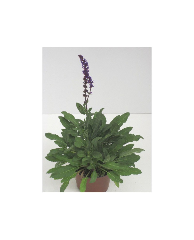 Salvia oficinalis 11                              