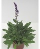 Salvia oficinalis m17                             