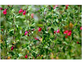 Salvia mix flor m11 (rojo, azul, sin flor)        