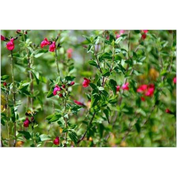 Salvia mix flor m11 (rojo, azul, sin flor)        