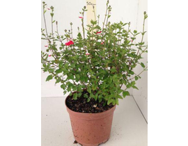 Salvia flor rojo - rosa m13                       