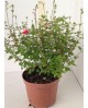 Salvia flor rojo - rosa m13                       