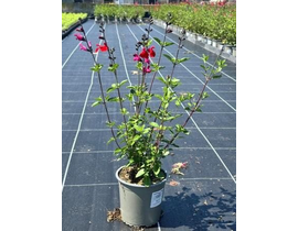Salvia flor rojo - rosa m13                       