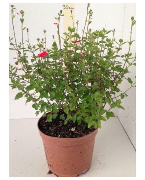 Salvia mix flor (solo roja) m13                   