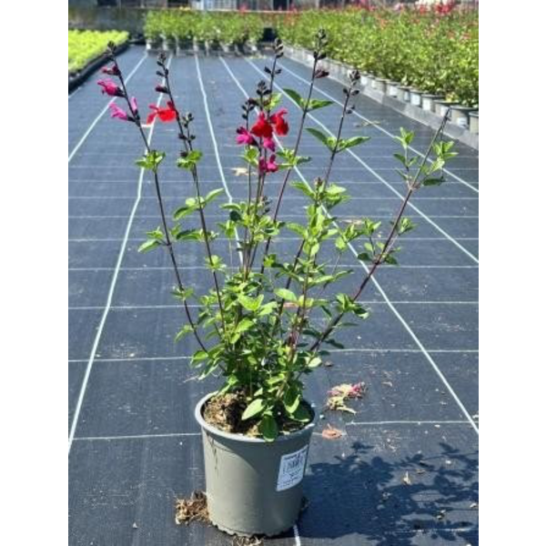 Salvia flor rojo - rosa m13                       