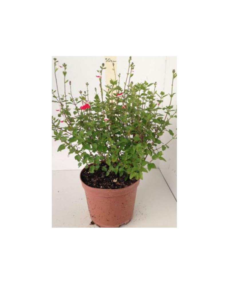 Salvia mix flor (solo roja) m13                   