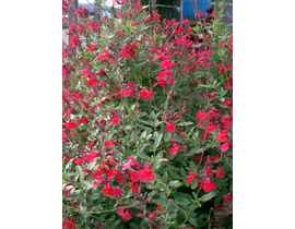 Salvia mix flor 3lt                               