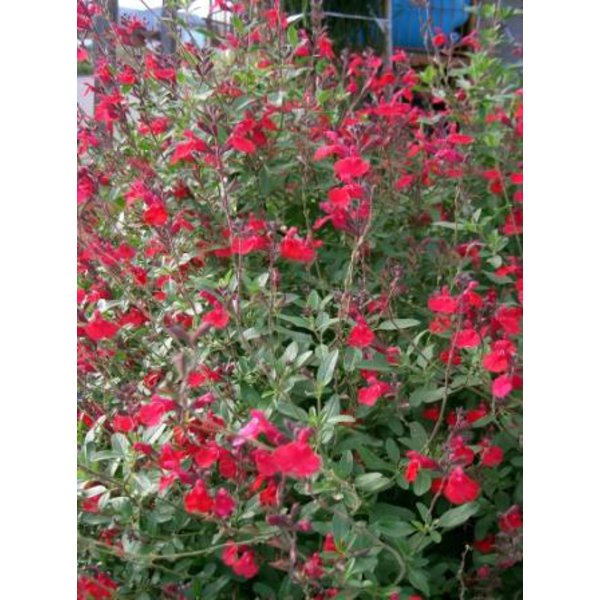 Salvia mix flor 3lt                               
